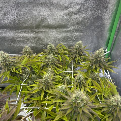 Special Kush #1 2th growlog timeline photo