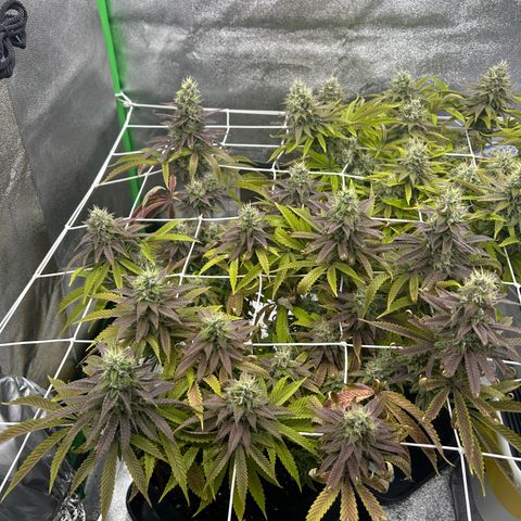 Special Kush #1 1th growlog timeline photo
