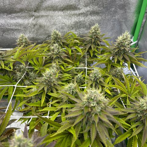 Special Kush #1 2th growlog timeline photo