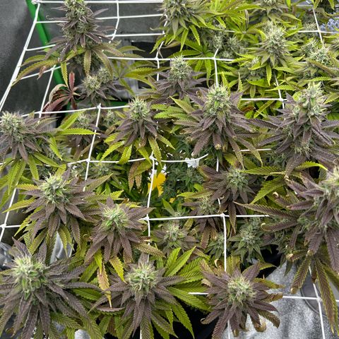 Special Kush #1 1th growlog timeline photo
