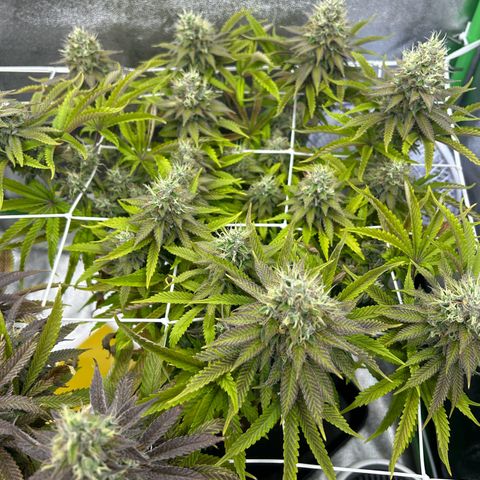 Special Kush #1 2th growlog timeline photo
