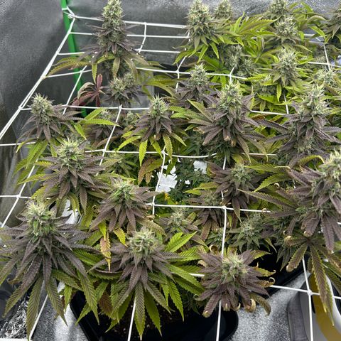 Special Kush #1 1th growlog timeline photo