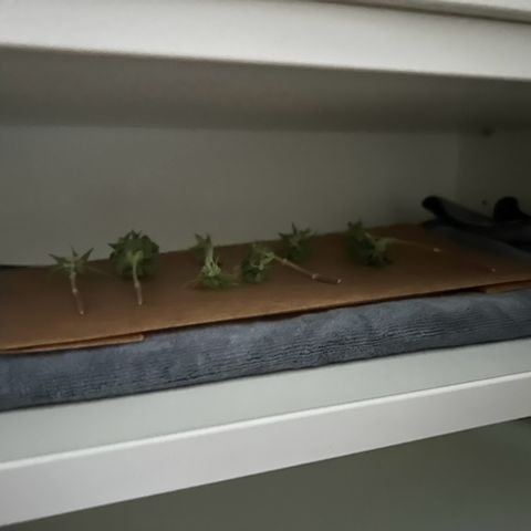 Special Kush #1 1th growlog timeline photo