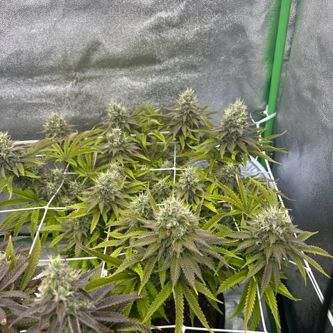 Special Kush #1 2th growlog timeline photo