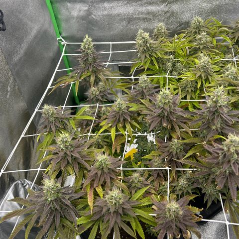 Special Kush #1 1th growlog timeline photo