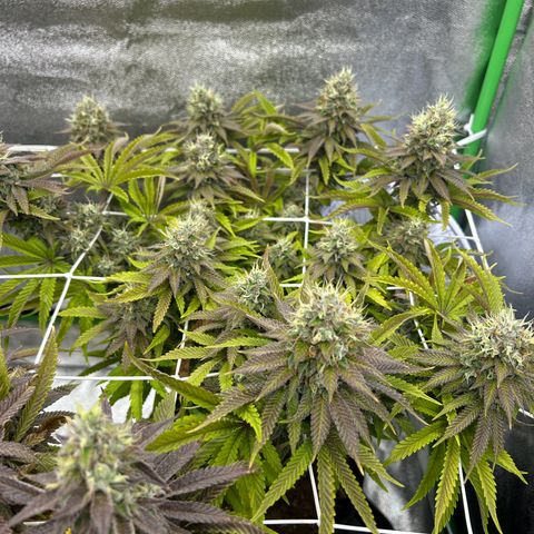 Special Kush #1 2th growlog timeline photo