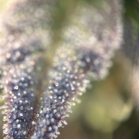 Special Kush #1 1th growlog timeline photo