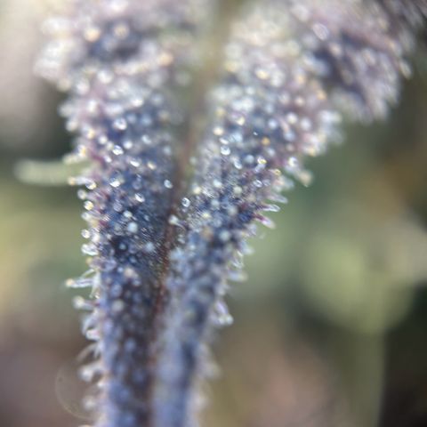 Special Kush #1 1th growlog timeline photo
