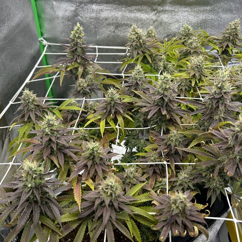 Special Kush #1 1th growlog timeline photo