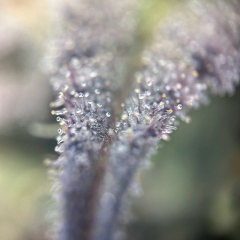 Special Kush #1 1th growlog timeline photo