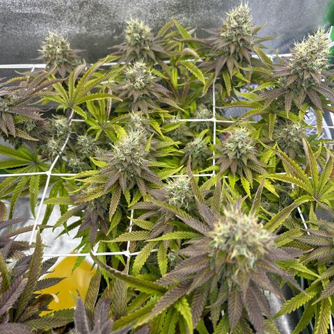 Special Kush #1 2th growlog timeline photo