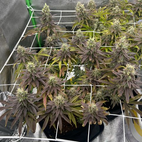 Special Kush #1 1th growlog timeline photo