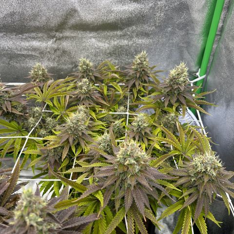Special Kush #1 2th growlog timeline photo