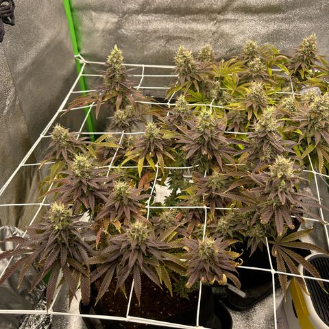 Special Kush #1 1th growlog timeline photo