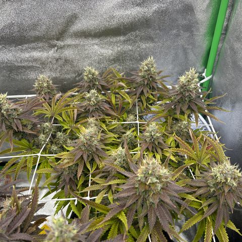 Special Kush #1 2th growlog timeline photo