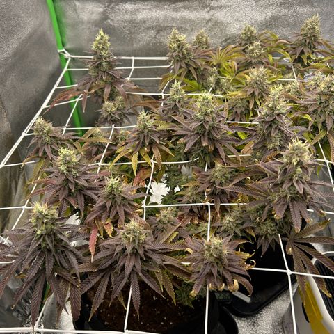 Special Kush #1 1th growlog timeline photo
