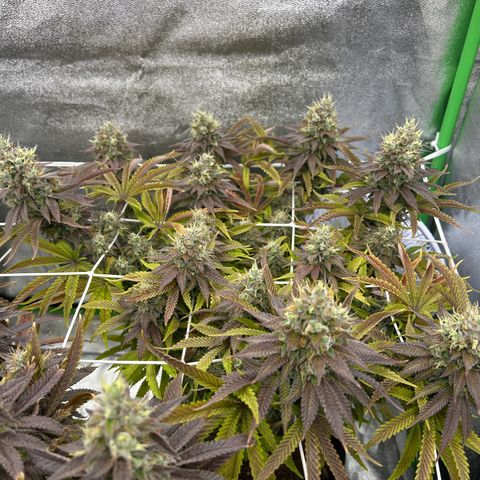 Special Kush #1 2th growlog timeline photo