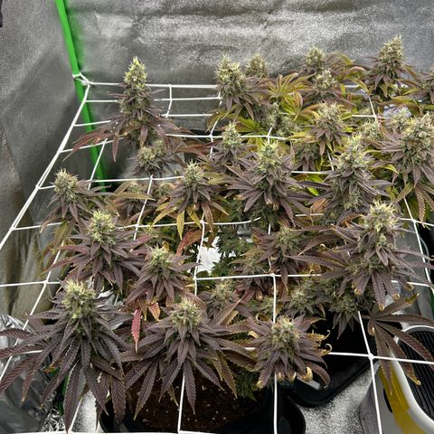 Special Kush #1 1th growlog timeline photo
