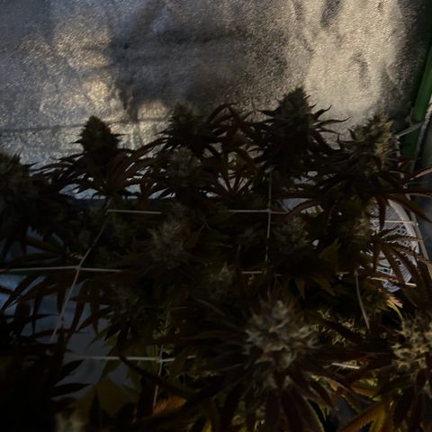 Special Kush #1 2th growlog timeline photo