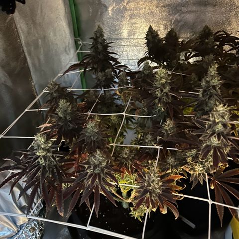 Special Kush #1 1th growlog timeline photo