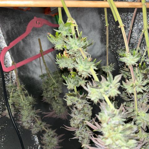 Special Kush #1 2th growlog timeline photo