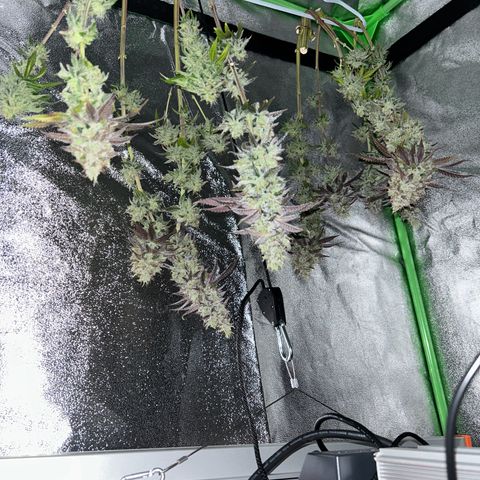 Special Kush #1 2th growlog timeline photo