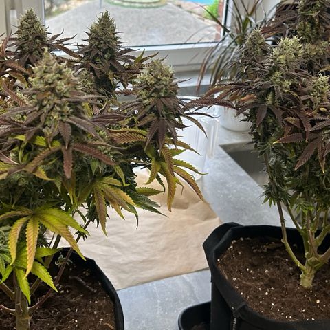 Special Kush #1 2th growlog timeline photo