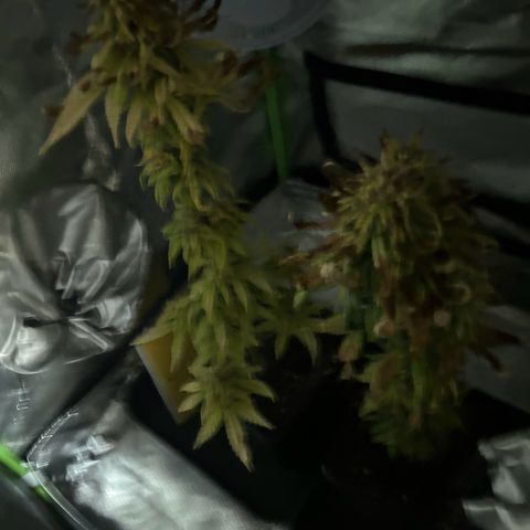Special Kush #1 2th growlog timeline photo