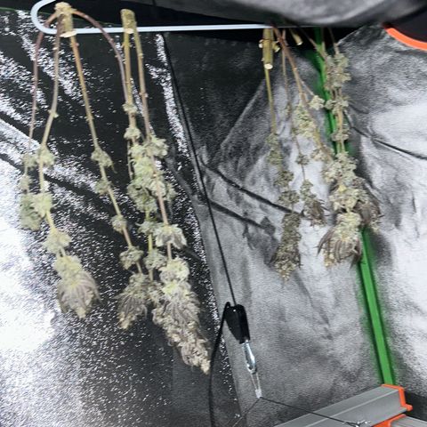 Special Kush #1 2th growlog timeline photo