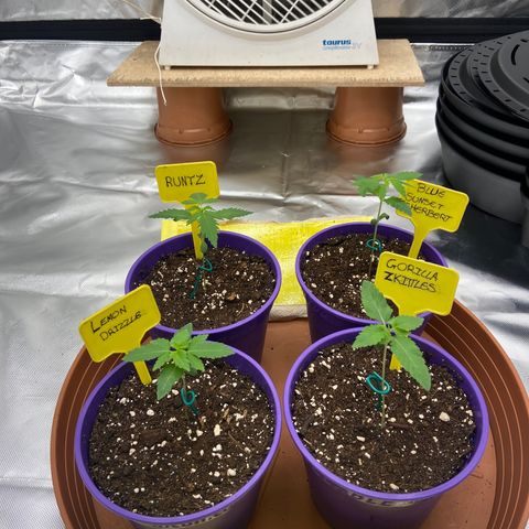 Gorilla Zkittlez growlog timeline photo