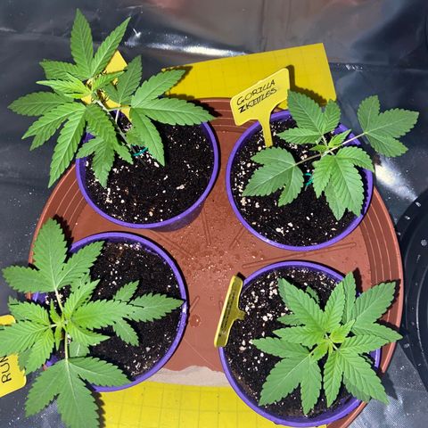 Gorilla Zkittlez growlog timeline photo