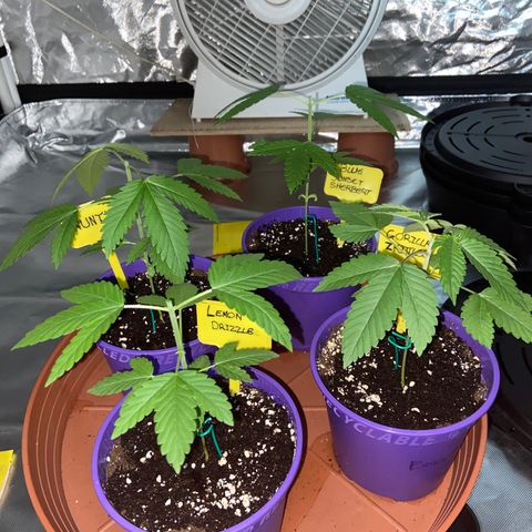 Gorilla Zkittlez growlog timeline photo