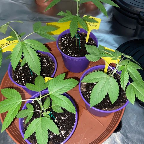 Gorilla Zkittlez growlog timeline photo