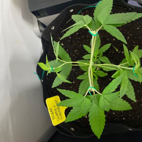 Gorilla Zkittlez growlog timeline photo