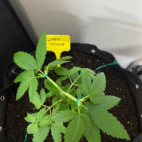 Gorilla Zkittlez growlog timeline photo