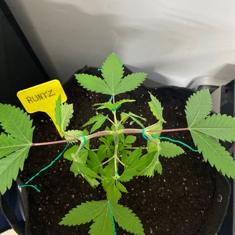 Gorilla Zkittlez growlog timeline photo