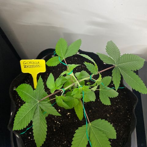 Gorilla Zkittlez growlog timeline photo
