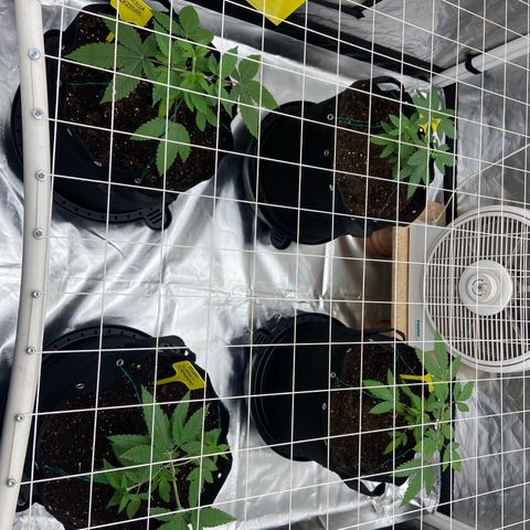Gorilla Zkittlez growlog timeline photo