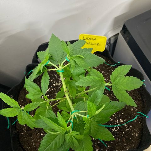 Gorilla Zkittlez growlog timeline photo