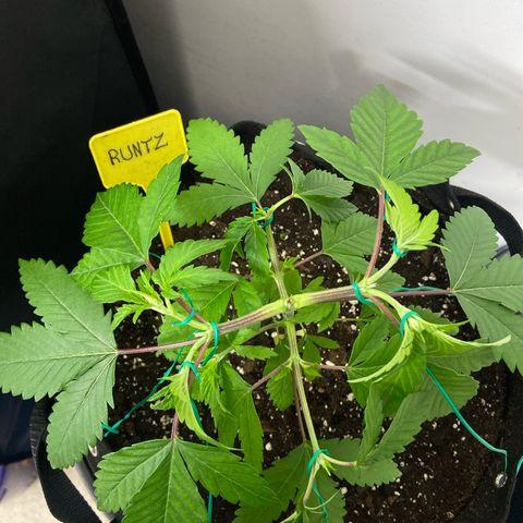 Gorilla Zkittlez growlog timeline photo