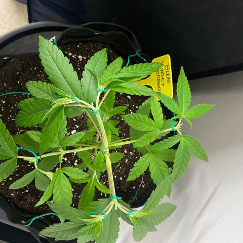 Gorilla Zkittlez growlog timeline photo