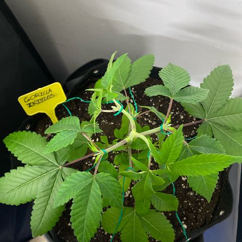Gorilla Zkittlez growlog timeline photo