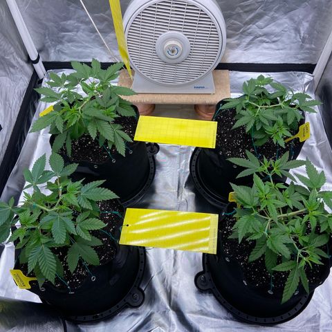 Gorilla Zkittlez growlog timeline photo