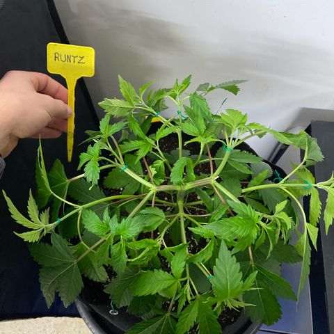 Gorilla Zkittlez growlog timeline photo