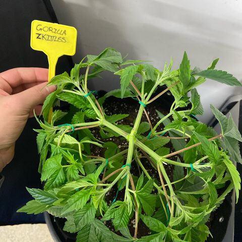 Gorilla Zkittlez growlog timeline photo