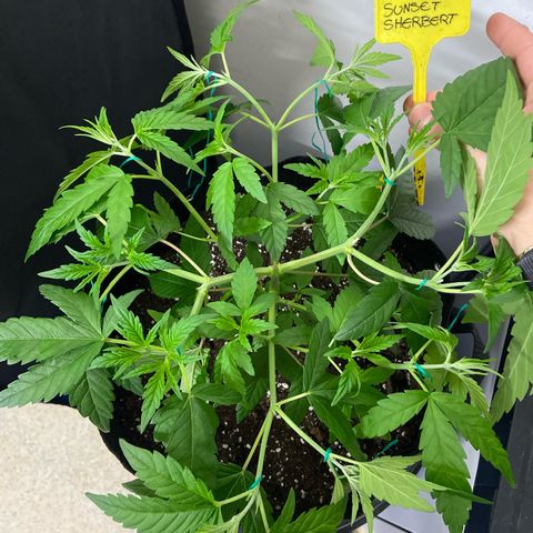 Gorilla Zkittlez growlog timeline photo