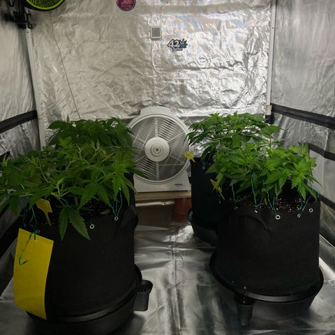 Gorilla Zkittlez growlog timeline photo