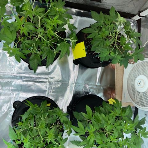 Gorilla Zkittlez growlog timeline photo