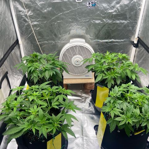 Gorilla Zkittlez growlog timeline photo