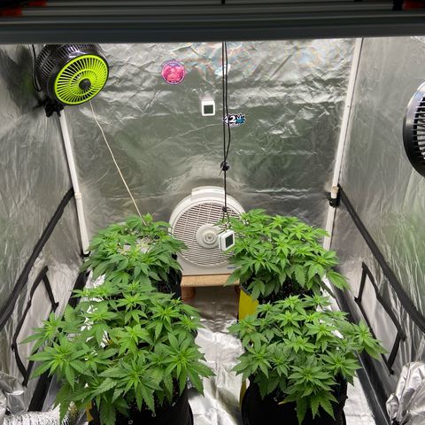 Gorilla Zkittlez growlog timeline photo